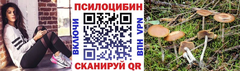купить наркотик  Болгар  даркнет клад  Галлюциногенные грибы Psilocybine cubensis 